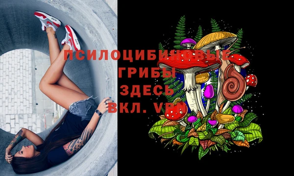 шишки Верея